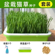 Dayu Cat Grass Seeds Wheatgrass Soil Culture Hydroponic Pot Planting