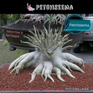 Petchseema/ Hybrid type/ Adenium seeds/ Biji benih Adenium/ Import Thailand