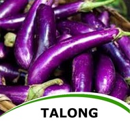 Talong Seeds / Eggplant (Fortuner F1) Easy Go Grow Vegetable Seed Pack