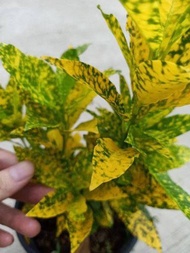 [Paling Horticulture Sdn Bhd] Pokok Puding Kuning | Codiaeum Yellow | Yellow Croton | Pokok Hiasan H