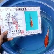 Terlaris Ikan Koi Import / Rumah Koi Jakarta / kode 001