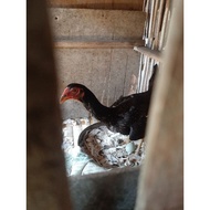 Ayam Bangkok /Telur Ayam Birma / Telur Fertil Birma Asli Ori