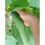 biji benih timun F1. 🔥🔥🔥 RM2 6seeds. cucumber f1 hybrid seeds