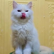 kucing persian himalayan red point lucu