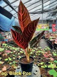 Tanaman Hias Aglaonema BLACK OF SUMATRA