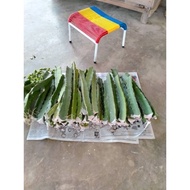 Red Dragon Fruits Trees / Merah Benih Anak Pokok Buah Naga / 火龙果苗 / 龙珠果苗