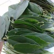 daun cincau (kipanas) 1kg