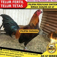 100% telur ayam fertil / telur tetas ayam ak 47 pilipin philipin