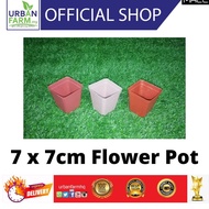 Flower Pot square (W) 7cm X (L) 7cm X (H) 7cm Succulent Seedling [BIG 614]