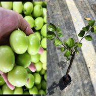 POKOK BIDARA EPAL. POKOK HYBRID (KAHWIN). BUAH BIDARA EPAL. FAST SHIPPING