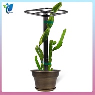 Premium Dragon Fruit Trellis Durables Metal Trellis for Vertical Gardening and Climbing Plants