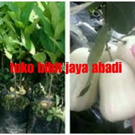 Terlaris bibit tanaman buah jambu air salju putih super manis