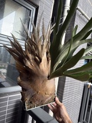 $1000 鹿角蕨 AKKI 母株 清位 退坑 高冠 40cm  P. veitchii 銀鹿 少有品種