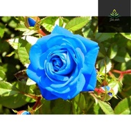 Tanaman hias mawar biru | bunga blue mawar hidup