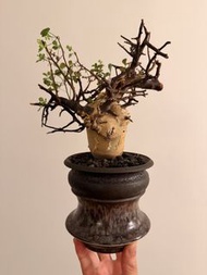 白皮橄欖 有根 不連盆