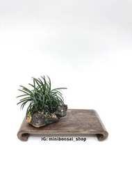 矮麥冬 (小品盆景)