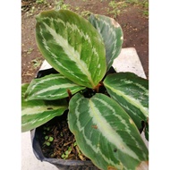 ❊Calathea Medallion  ( Uprooted )✵