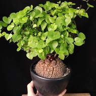 爆葉大龜) 10.3cm 南非龜甲龍 大 很圓 裂紋均勻 足球紋 連 花盆  塊根 植物 盆栽 非象牙宮 Plant  caudex 👑 9年老店