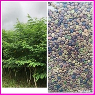 ● ⊕ INDIGOFERA SEEDS (500 SEEDS) BUY 2 GET 1 FREE