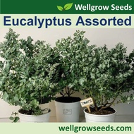 Eucalyptus Assorted (8-12sds) 克鲁斯桉 Perennials Flower Seeds Wellgrow Seeds