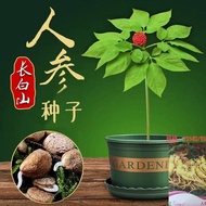 Ginseng Seeds Ginseng Seeds Ginseng Seeds Ginseng Seeds Ginseng Seeds Vegetable Seeds Wholesale Vege