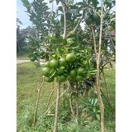 POKOK LIMAU BALI SUNKIST