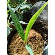 aglonema bambu silver murah/diven bambu silver
