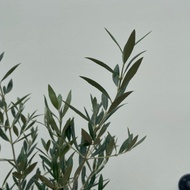 Olive Tree / Olea Europaea / Pokok Zaitun