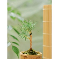 Japanese White Pine Pinus Seeds for Sale Parviflora Tree Bonsai Seeds Home Garden