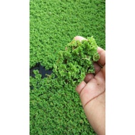 starter azolla microphylla (50gram)