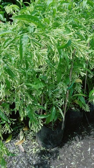 Cây Dạ Lý Hương