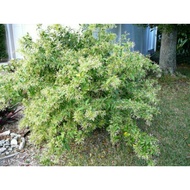 Chuyên cây giống--- cây dạ lý hương