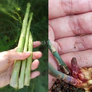 Mixed 10 pcs Seed Biji Benih 种子/ Asparagus Green & Purple / 芦笋 青 和 紫