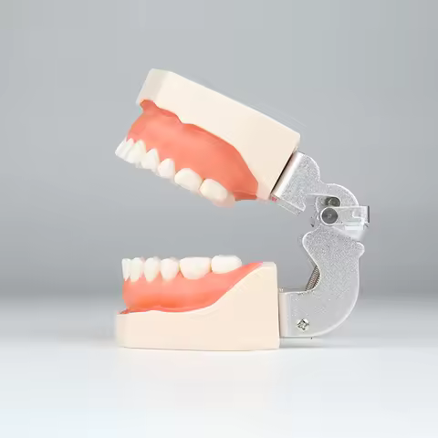 28pcs / 32pcs Dental Practice Teeth Model Dental Technician Student Training Learning Dental Profile