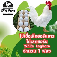 White Leghorn Chicken Eggs Beautiful For Hatching