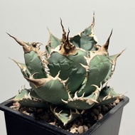青勝藍  嚴龍 龍舌蘭 Agave Titanota 多肉植物