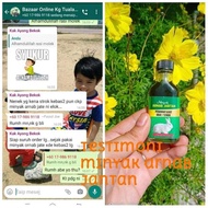 minyak arnab jantan plus