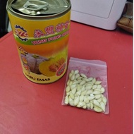 Benih Labu Emas 868 5g (+-50 biji) Pumpkin Gold Labu Emas Kuning