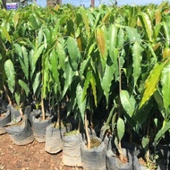 Combo of 3 Royal Trees