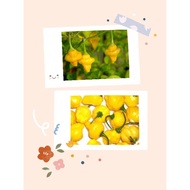 Yellow bumpy chilies seeds. ORIGINAL SEEDS