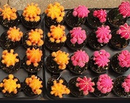 cactus colourful flowing plant