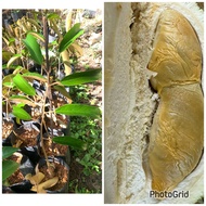 🔥PROMOSI🔥BENIH DURIAN TUPAI KING D214 ORIGINAL PENANG