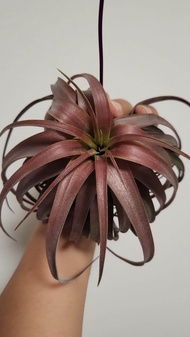 Air plant love knot 爱情结 + hanger, tillandsia airplant, indoor outdoor plant, home office decorating. gift for valentine's day, DIY plant wall.