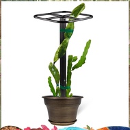 Premium Dragon Fruit Trellis Durables Metal Trellis for Vertical Gardening and Climbing Plants