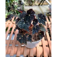 Begonia Black Velvet/Begonia Red Velvet