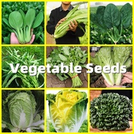 Vegetable Seeds - Leafy Vegetables Plants Seeds on Sale Chinese Cabbage Hybrid F1 Seeds for Planting Vegetable Plants Water Spinach Seeds Big Leaf Variety Kangkong Water Spinach Vegetable Seeds Pechay Veggies Plant Seed Plants for Sale Garden Plant Pots