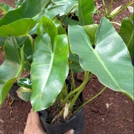 SUPER MURAH Tanaman hias philo burle marx-tanaman vertikal