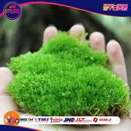 lumut hidup/mos hutan/lumut hutan