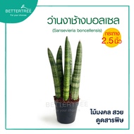 ว่านงาช้างบอลเซล กระถาง 2.5 นิ้ว Sansevieria boncellensis ต้นไม้ฟอกอากาศ ต้นไม้ plant