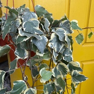 H2O - lvy variegated hanging plant live plant